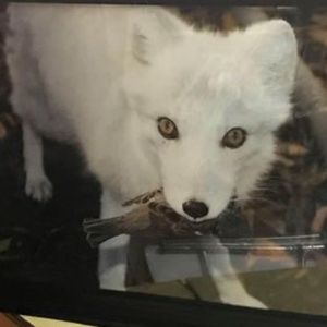 Animals photography framed